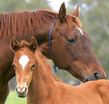 Blue Gum Farm - Rental Cars