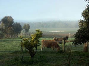 Lion Mill Vineyards - Rental Cars 2