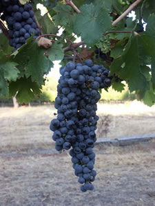 Lion Mill Vineyards - Rental Cars 3