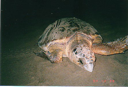 Footprints Adventures - Rental Cars 0