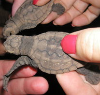 Footprints Adventures - Rental Cars 1