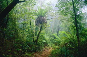 Flying Fox QLD Rental Cars