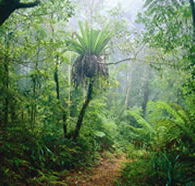 Lamington National Park and OReillys - Rental Cars