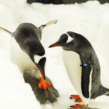 Melbourne Aquarium - Rental Cars 3