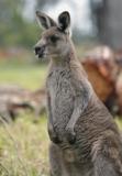 Jirrahlinga Koala & Wildlife Sanctuary - Rental Cars 4