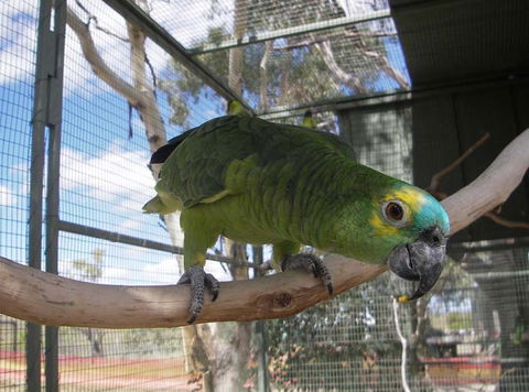 Darling Downs Zoo - Rental Cars 1