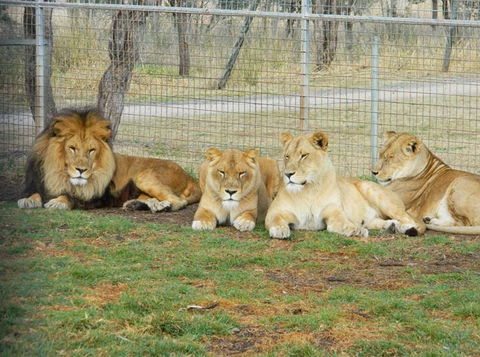 Darling Downs Zoo - Rental Cars 4