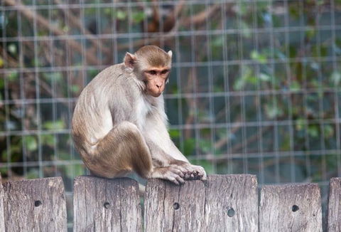Darling Downs Zoo - Rental Cars 5