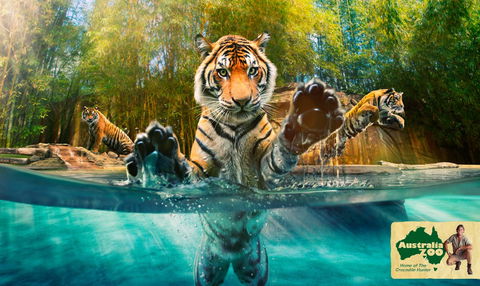 Australia Zoo - Rental Cars 9