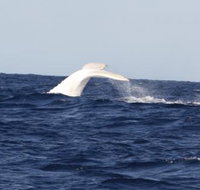 Australian Whale Watching