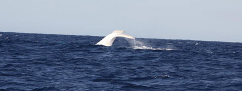 Australian Whale Watching - Rental Cars 0