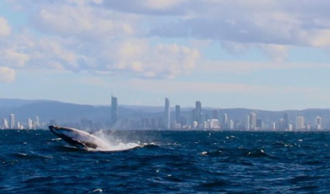 Australian Whale Watching - Rental Cars 1