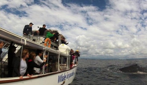 Australian Whale Watching - Rental Cars 2