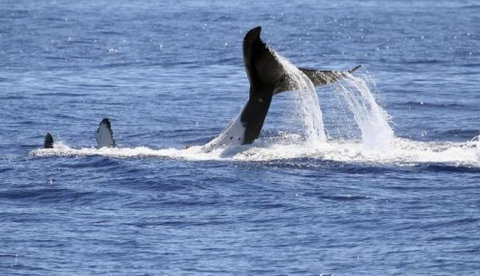 Australian Whale Watching - Rental Cars 3