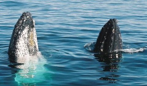 Australian Whale Watching - Rental Cars 4