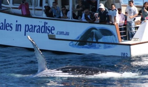 Australian Whale Watching - Rental Cars 5