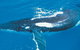 Australian Whale Watching - thumb 6