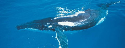 Australian Whale Watching - Rental Cars 6