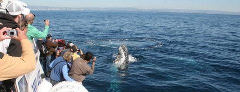 Australian Whale Watching - Rental Cars 7