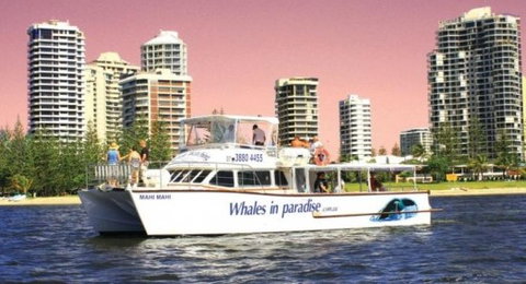 Australian Whale Watching - Rental Cars 8