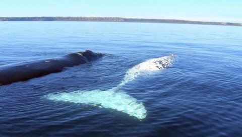 Australian Whale Watching - Rental Cars 9
