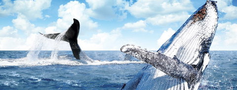 Australian Whale Watching - Rental Cars 11