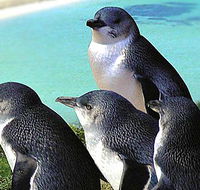 Rockingham Wild Encounters - Rental Cars