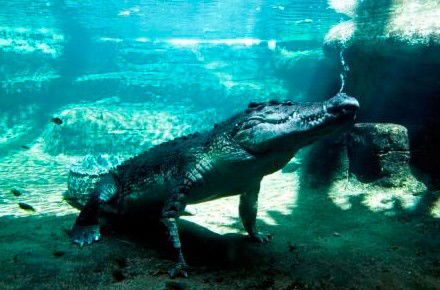 WILD LIFE Sydney Zoo - Rental Cars 0