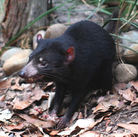 WILD LIFE Sydney Zoo - Rental Cars 5