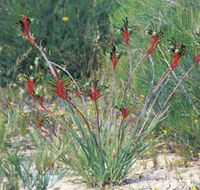 Kalbarri Wildflower Centre - Rental Cars