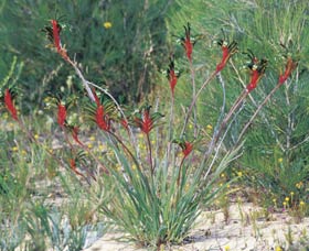 Kalbarri Wildflower Centre - Rental Cars 0
