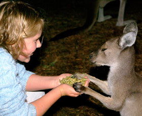 Discovery Bay's Walk On The Wild Side - Rental Cars 0
