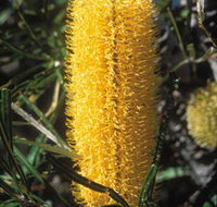 Moore River National Park - Rental Cars