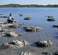Lake Thetis Stromatolites - Rental Cars