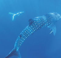 Ningaloo Marine Park - Rental Cars