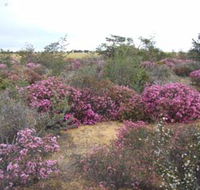 Reynoldson's Flora Reserve - Rental Cars