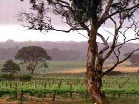 Yangarra Estate Vineyard - Rental Cars 0
