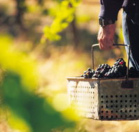 Burge Family Winemakers - Rental Cars