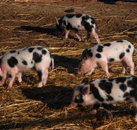 Will's Rare Breeds Farm - Rental Cars