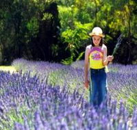 Brayfield Park Lavender Farm - Rental Cars