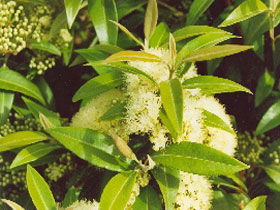 Tumbeela Native Bushfoods - Rental Cars 0