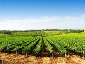 Aldinga Bay Winery - Rental Cars 0