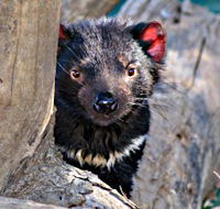 Trowunna Wildlife Sanctuary - Rental Cars