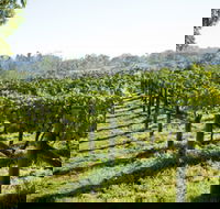 Surveyor's Hill Vineyards - Rental Cars