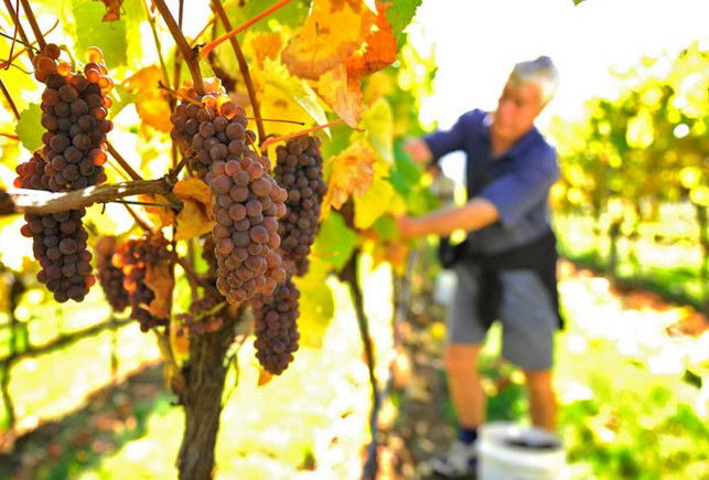 Windermere TAS Rental Cars