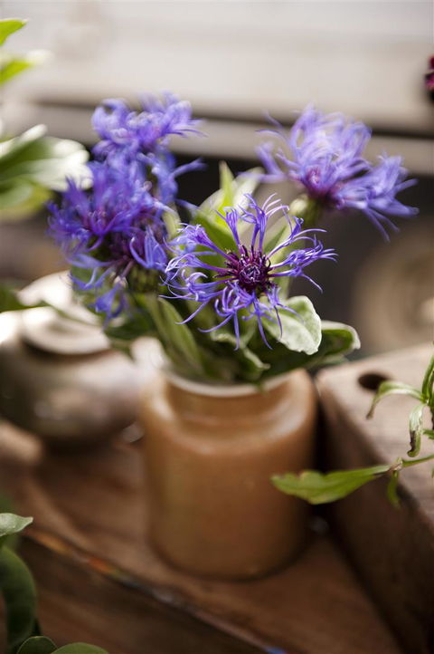 Salamanca Market - Rental Cars 1