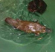 Platypus House - Rental Cars
