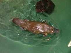 Platypus House - Rental Cars 0