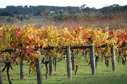 Apsley Gorge Vineyard - Rental Cars 0