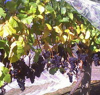 Palmara Vineyard - Rental Cars